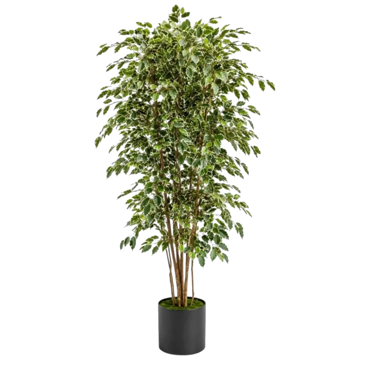 Yapay Variegata Benjamin Ağacı