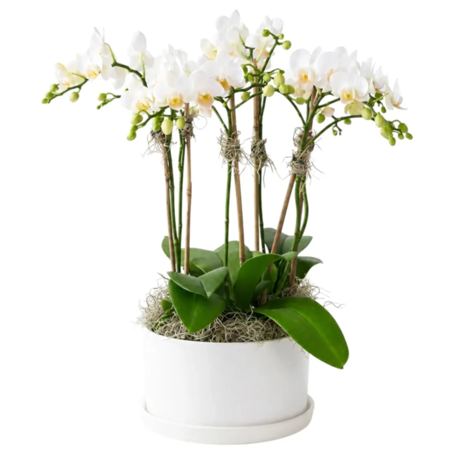 Grand White Phalaenopsis Orchid Arrangement