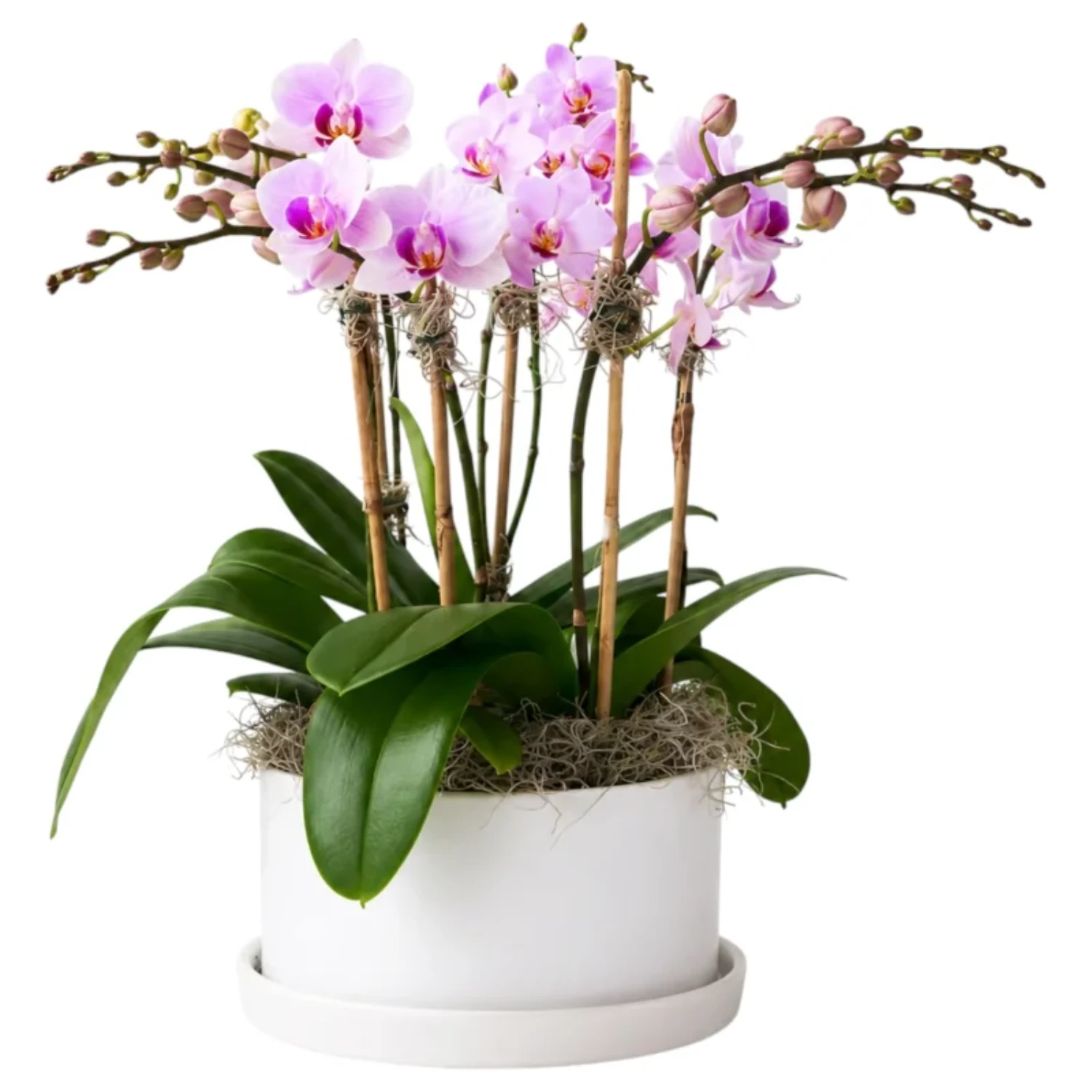 Violet Cascade Phalaenopsis Arrangement