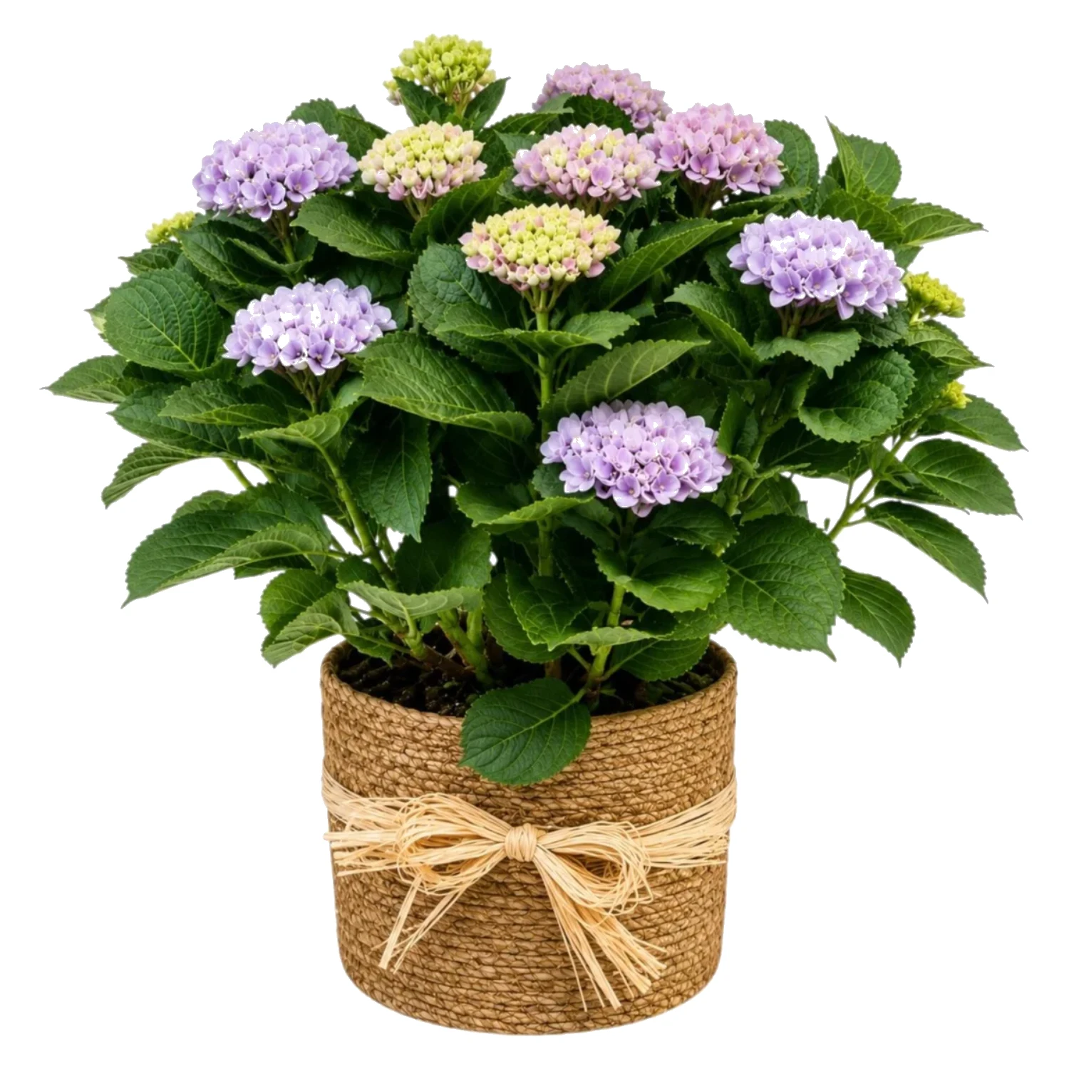 Lavender Bloom Hydrangea Plant