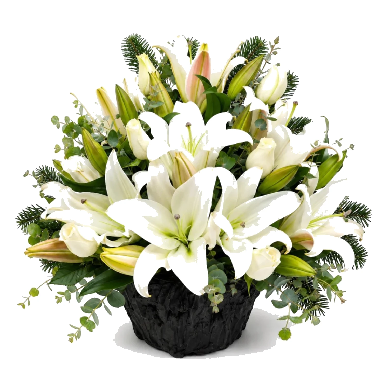 Snow Lily Prestige