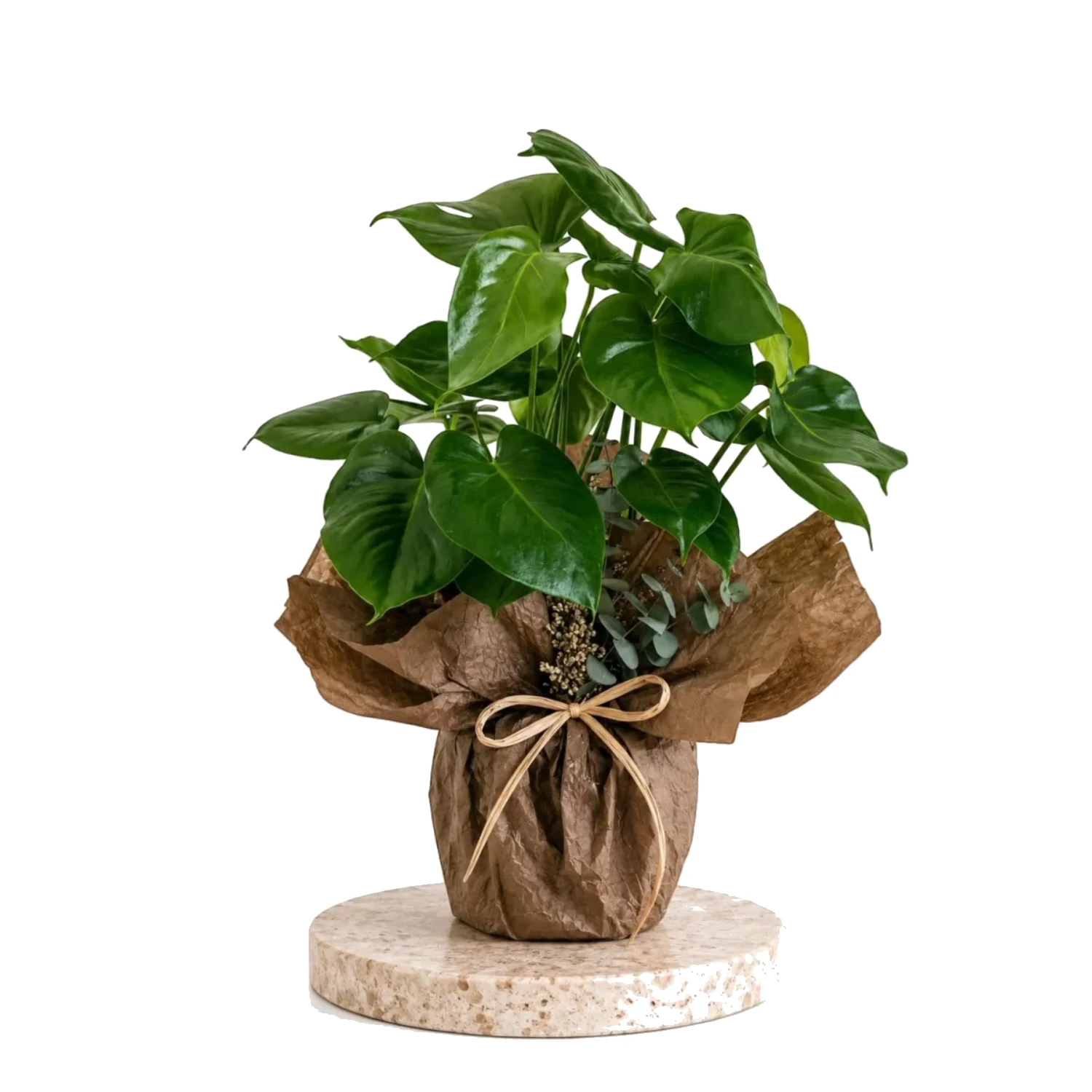 Monstera Natural Luxe