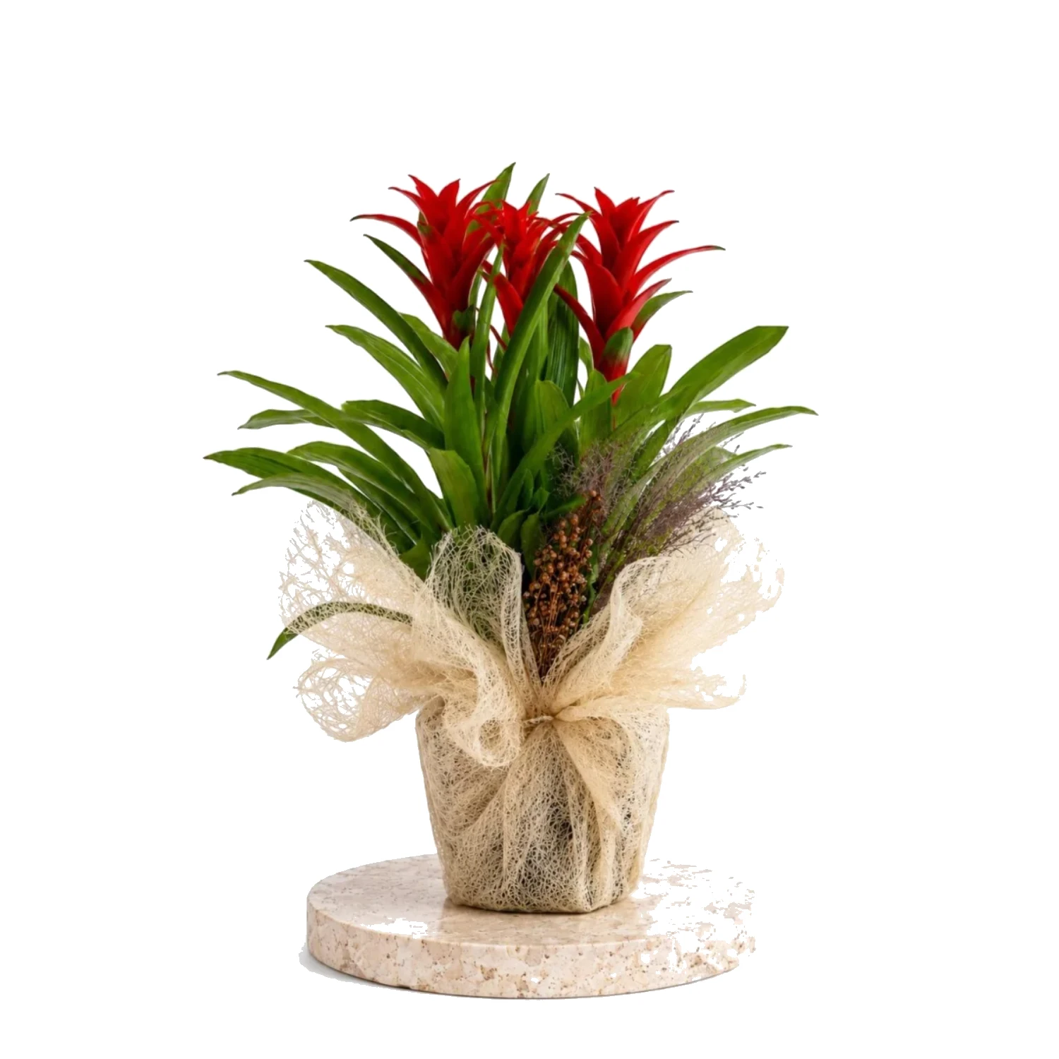 Scarlet Royal Guzmania