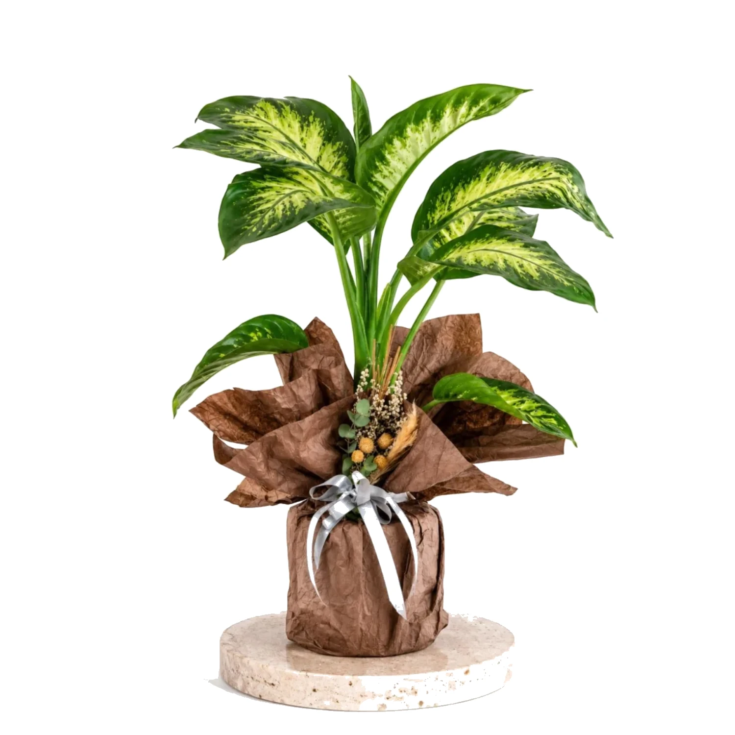 Natural Emerald Dieffenbachia