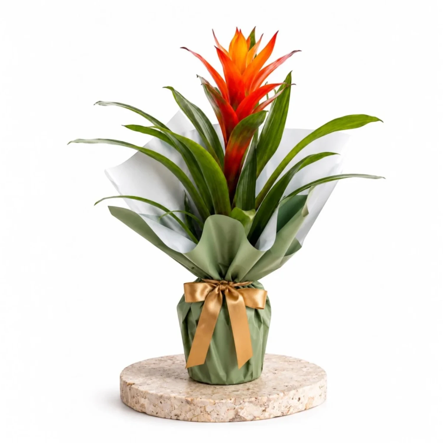 Sunset Flame Guzmania