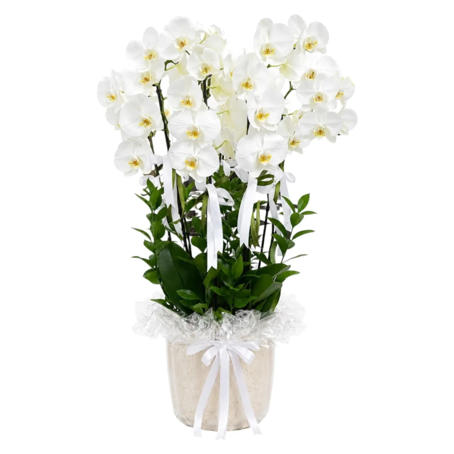Beyaz Phalaenopsis Orkide