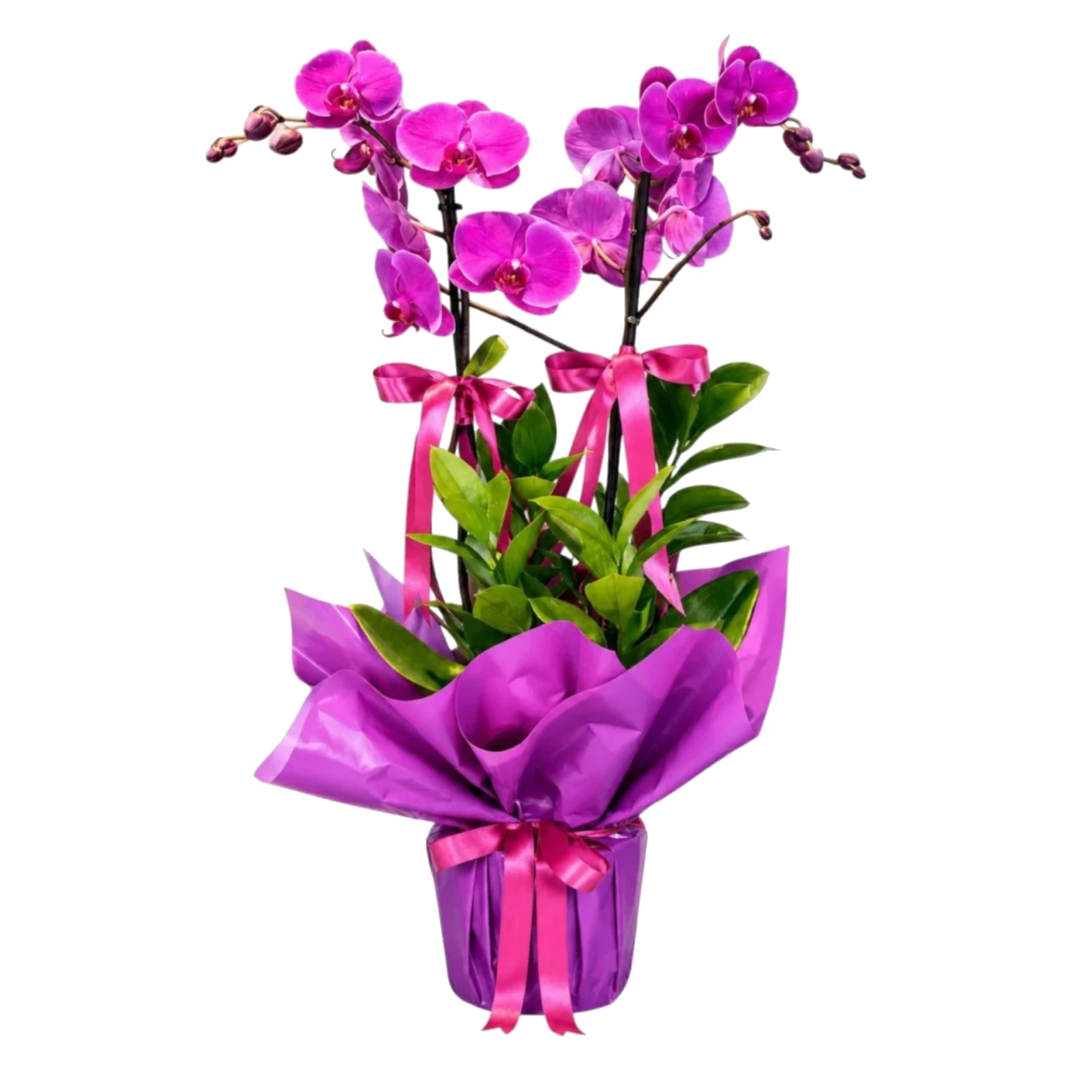 Mor Phalaenopsis Orkide