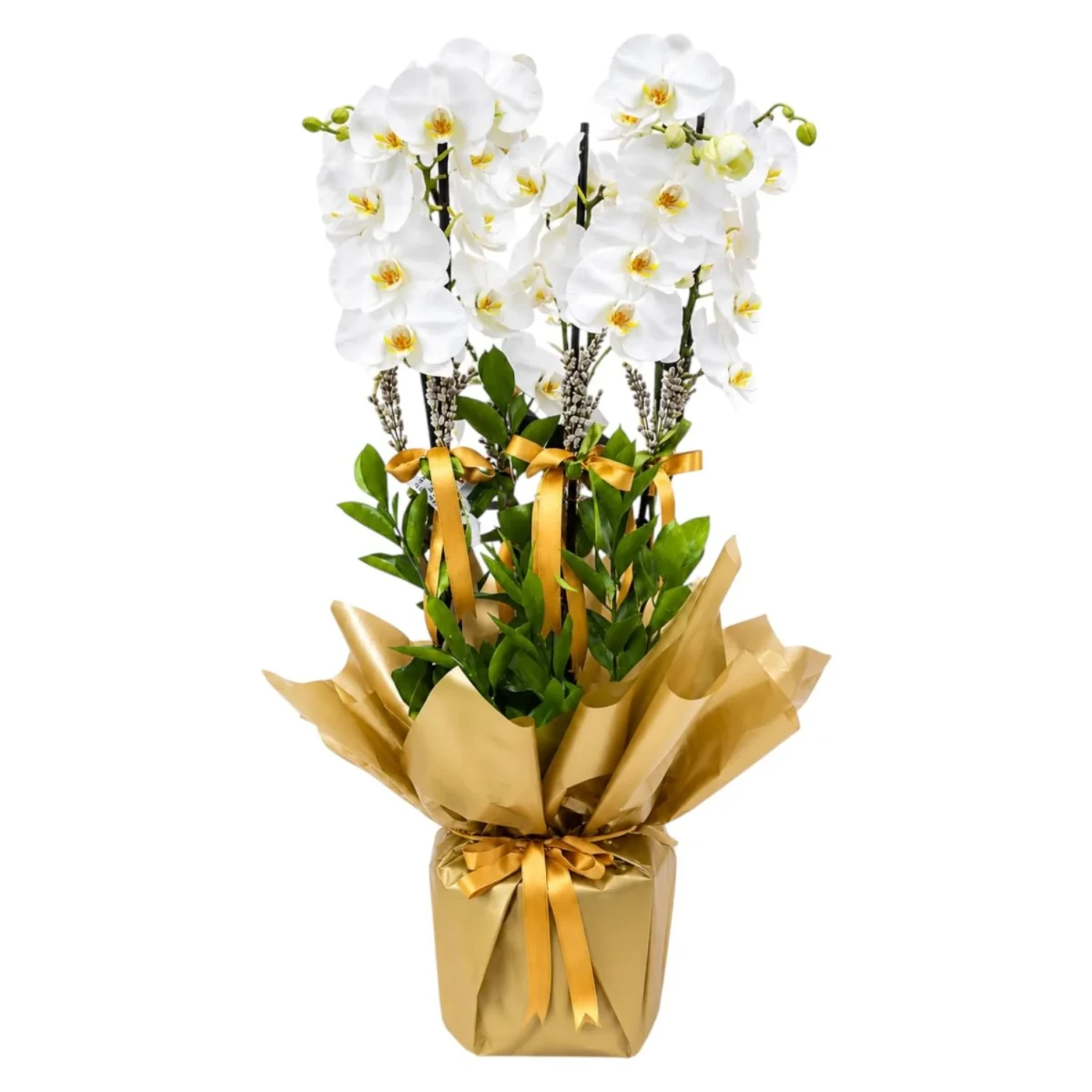 Beyaz Phalaenopsis Orkide