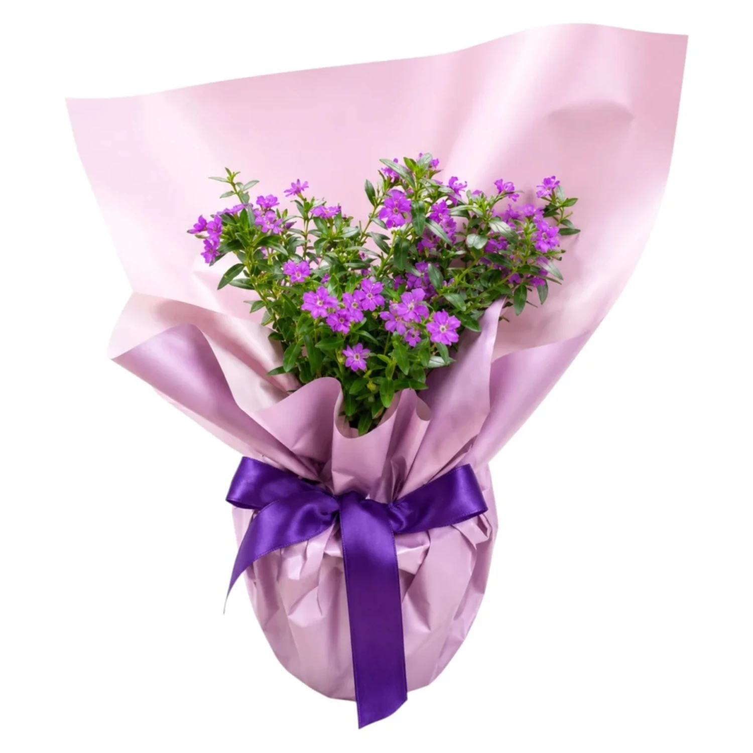 Lavender Petal Whisper