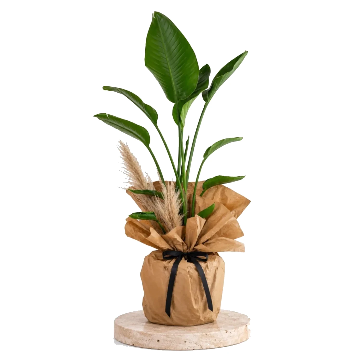 Royal Strelitzia Verde