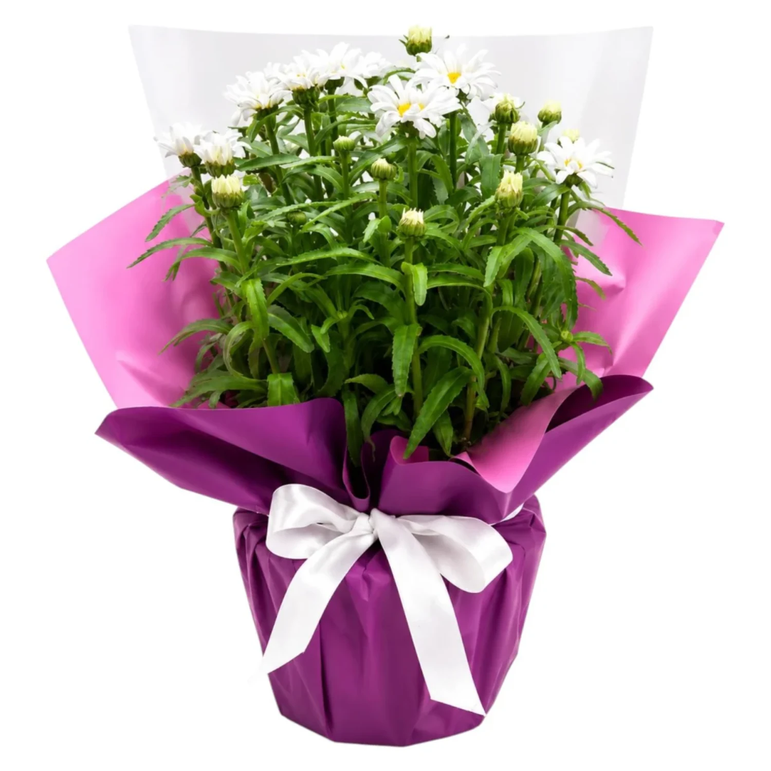 White Daisy Harmony