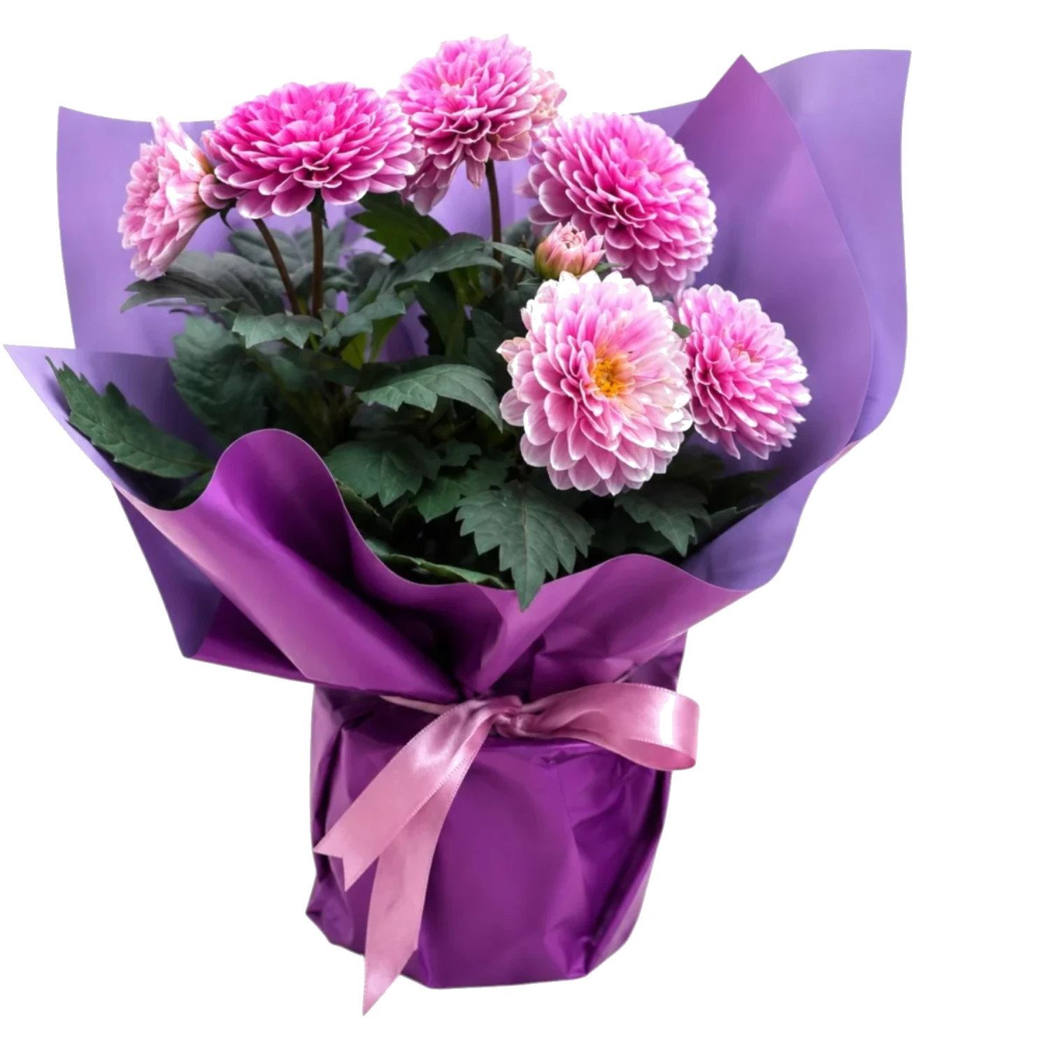 Sofia Floral Collection
