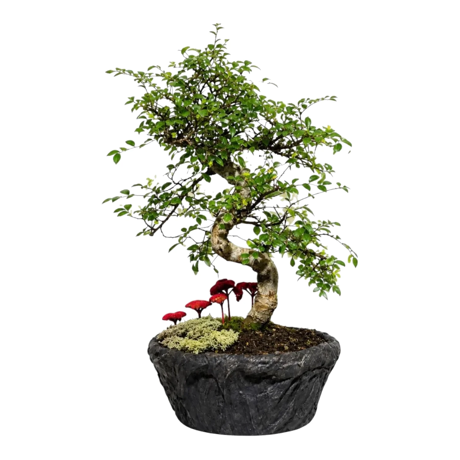 Ficus Benjamin Starlight