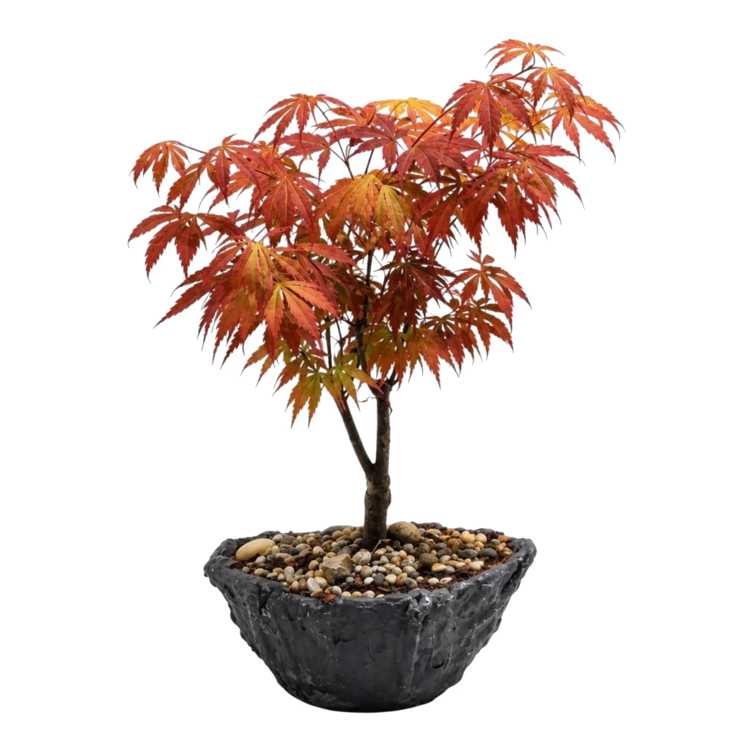 Acer Palmatum Kırmızı Japon Akçaağacı