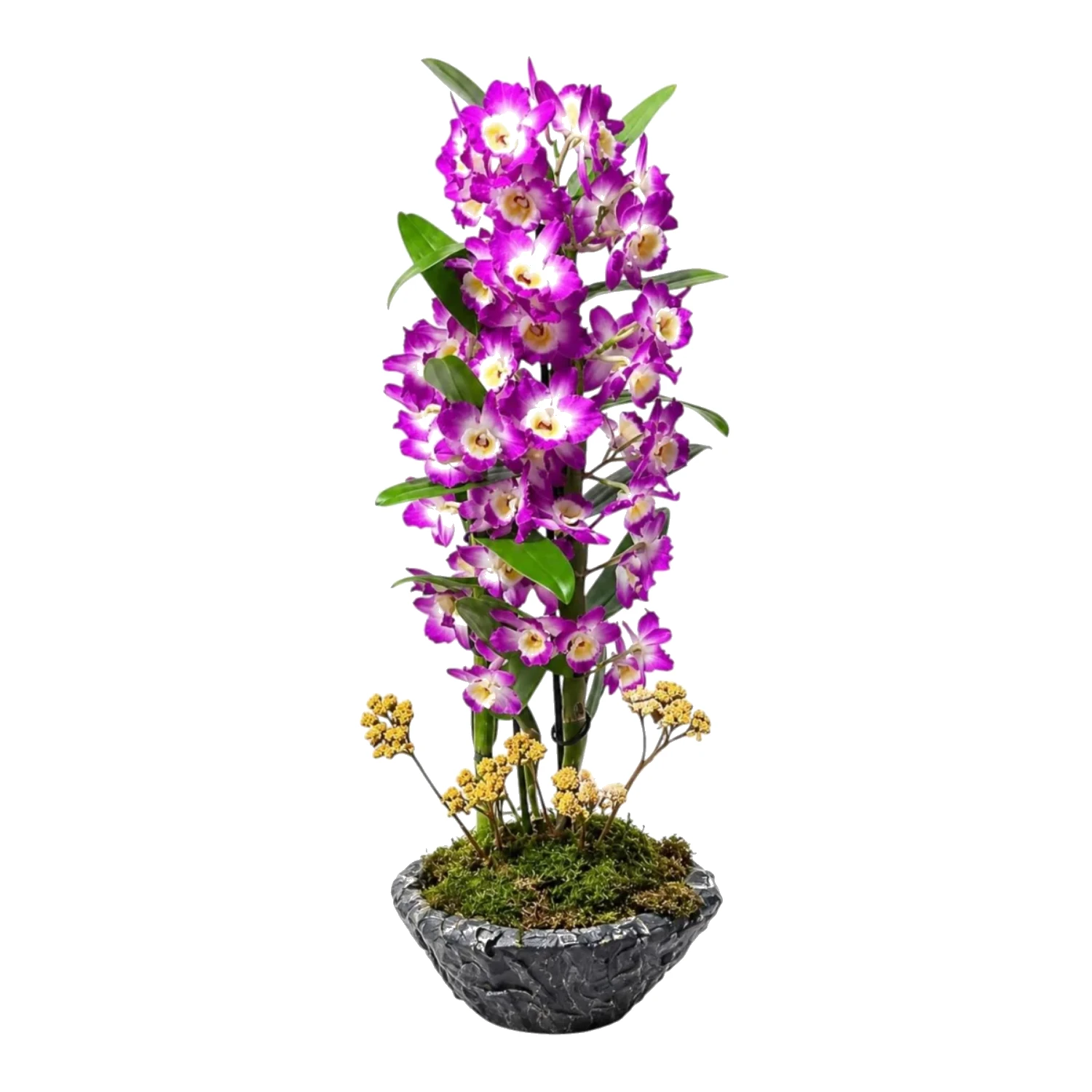 Dendrobium Nobile Orkide