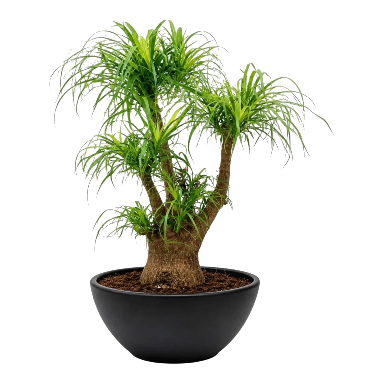 Taxodium Distichum Bonsai