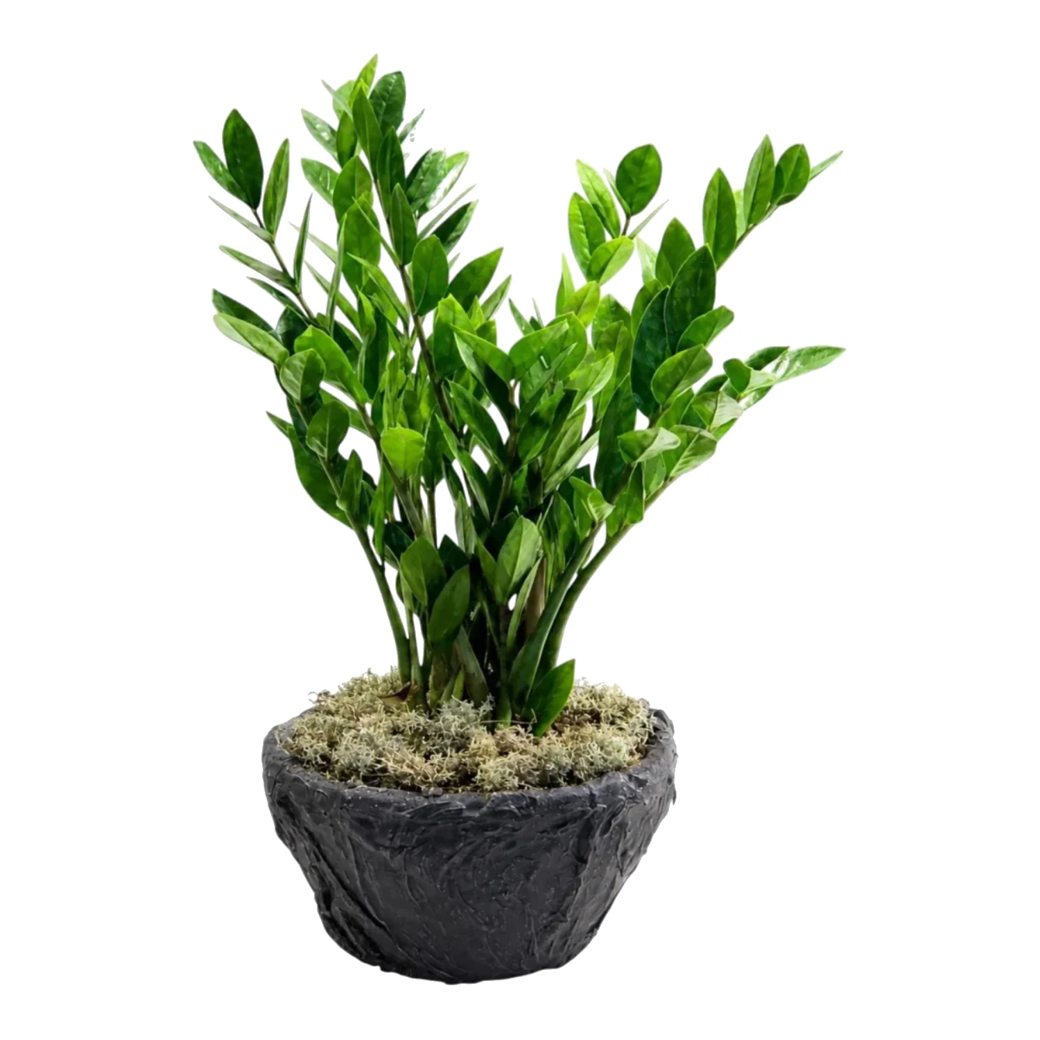 Zamia ZZ Bitkisi