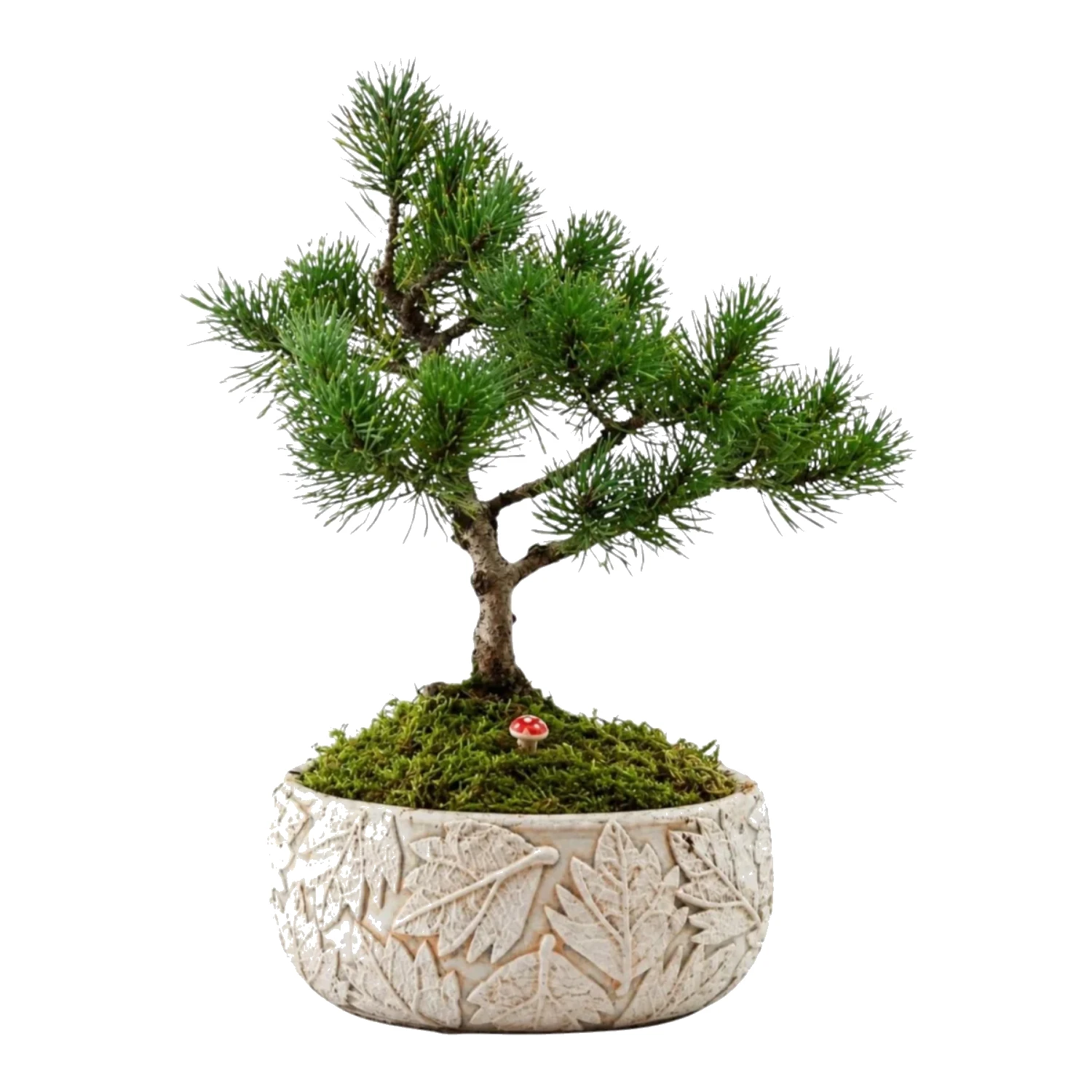 Minyatür Çam Bonsai