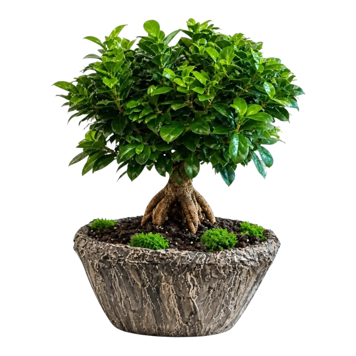 Ficus Ginseng Bonsai
