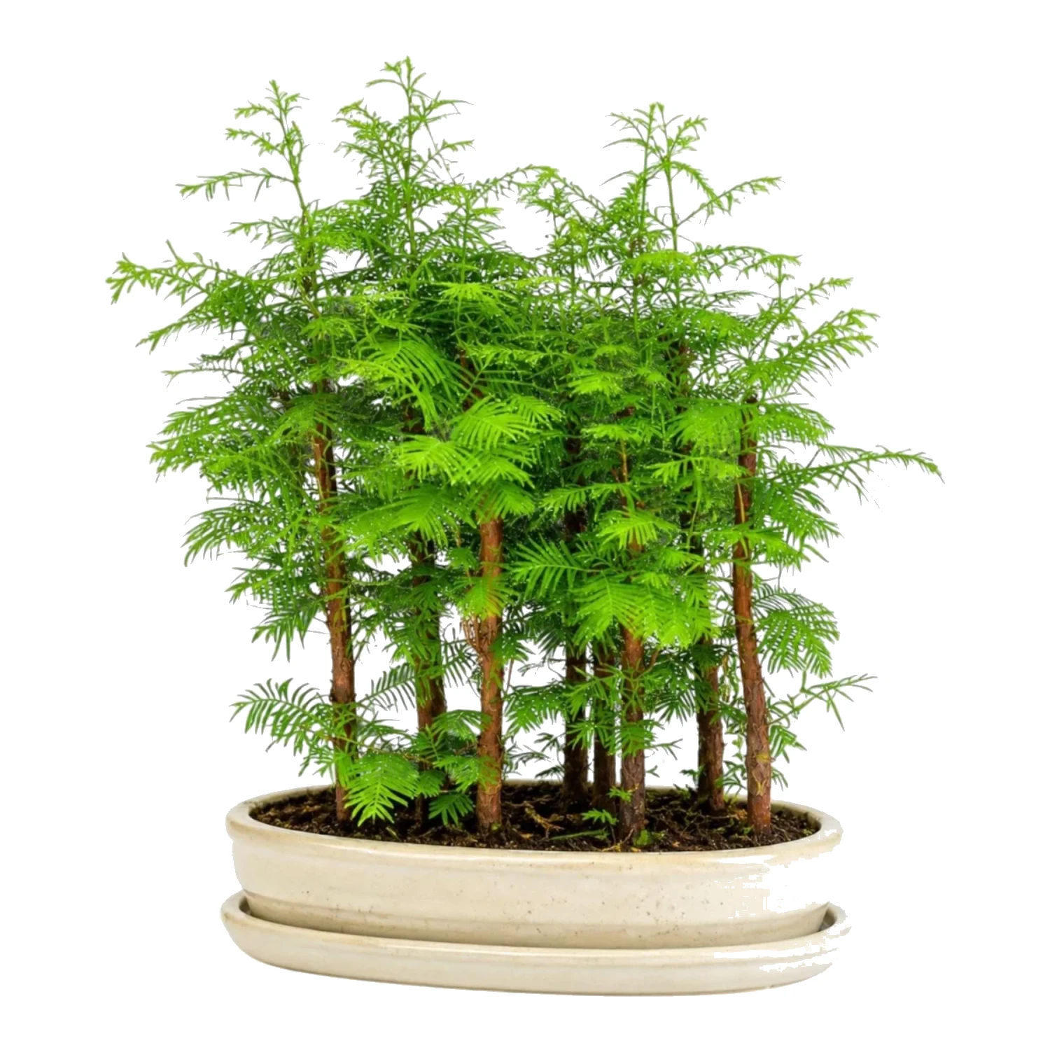 Metasequoia Bonsai