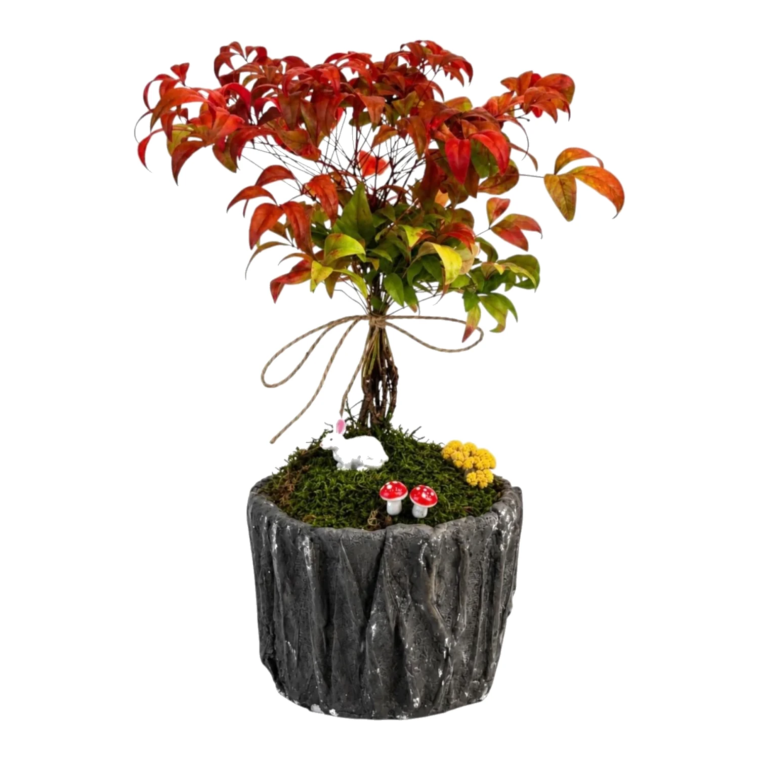 Saksıda Nandina
