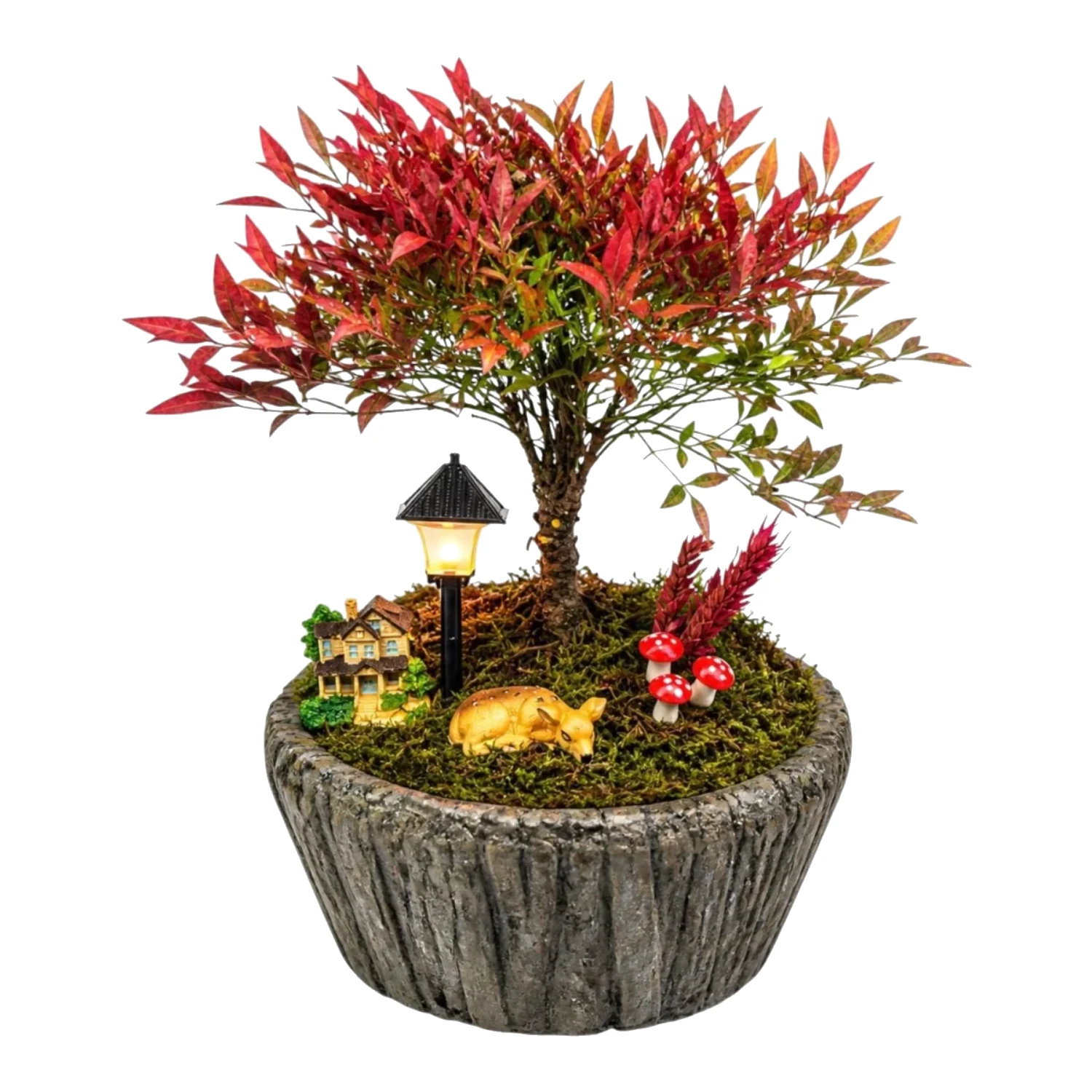 Mini Nandina
