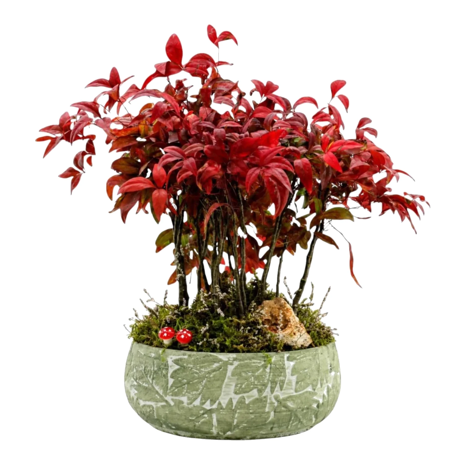 Saksıda Canlı Nandina