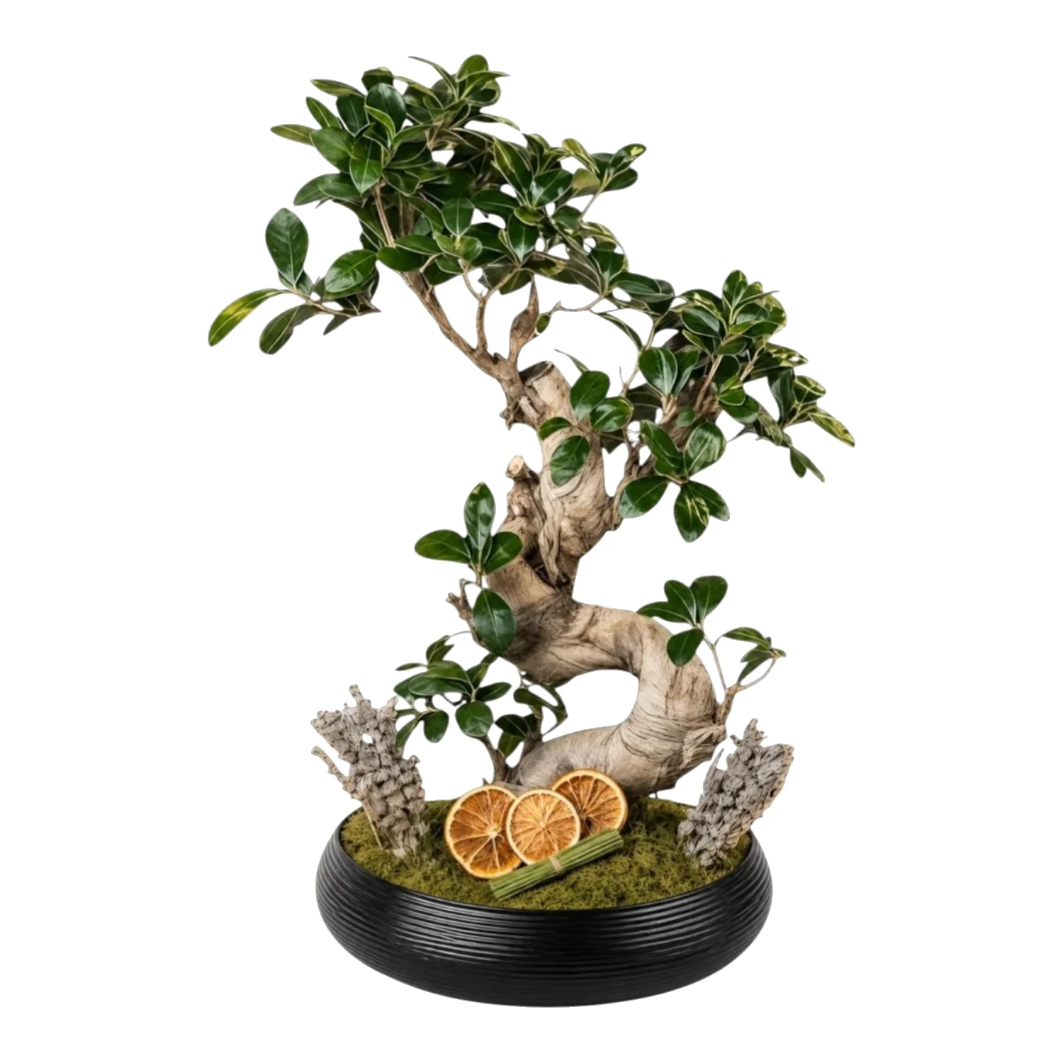 Premium Tasarım Bonsai