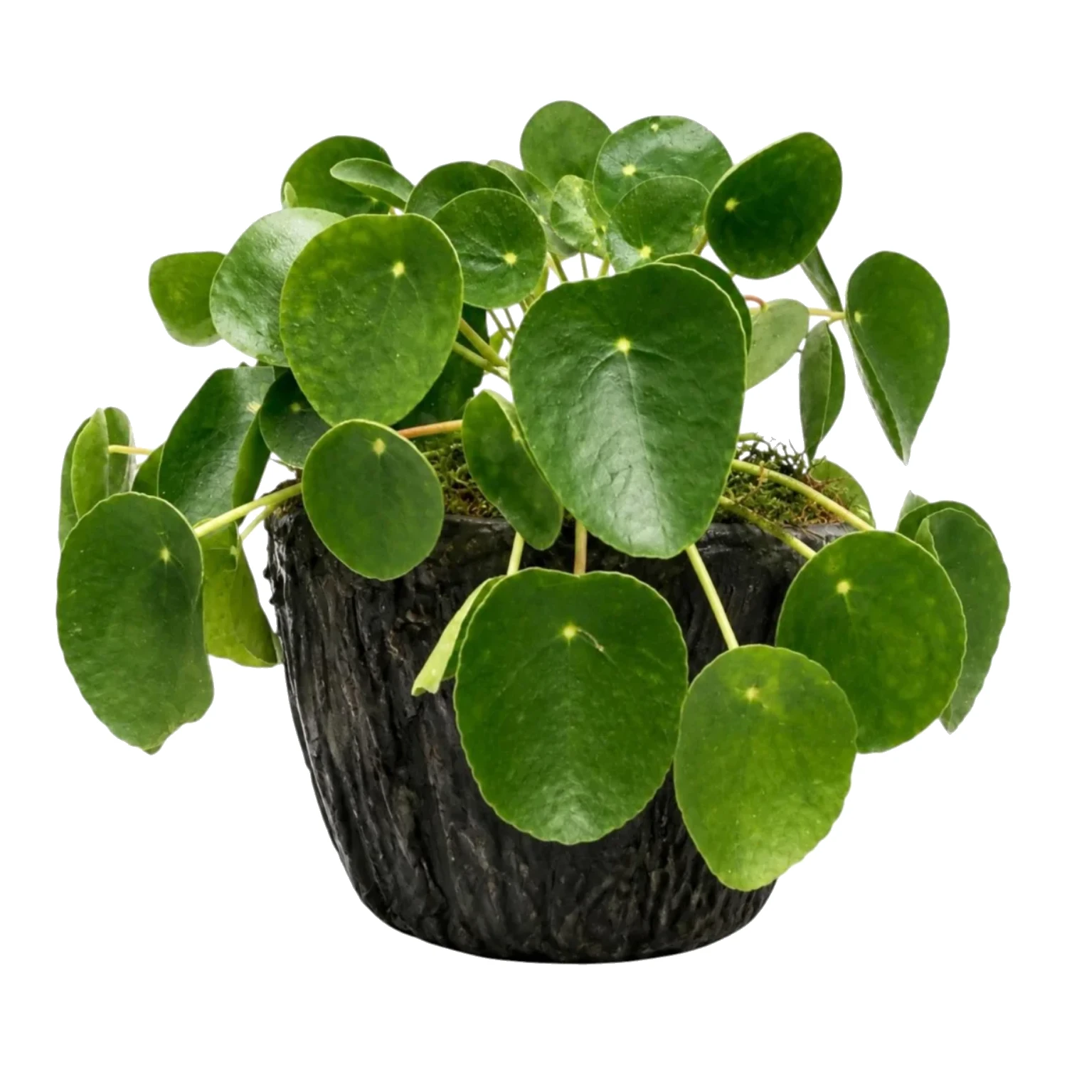 Saksıda Canlı Pilea Bitkisi