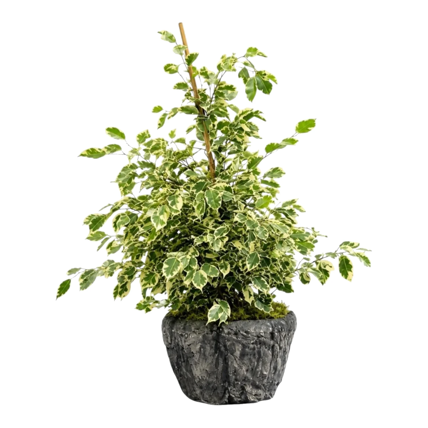 Benjamin (Ficus) Starlight