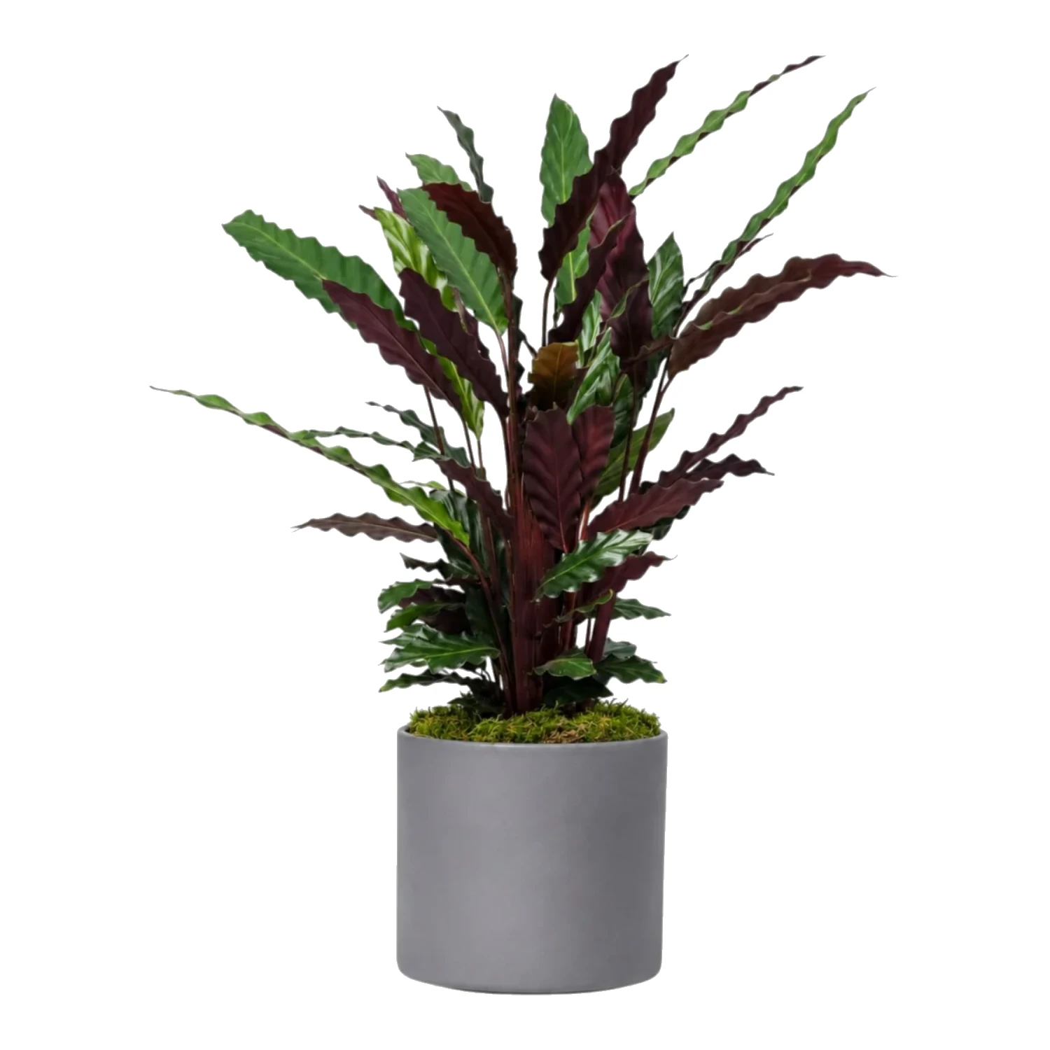 Calathea Dua Çiçeği Saksı Bitkisi