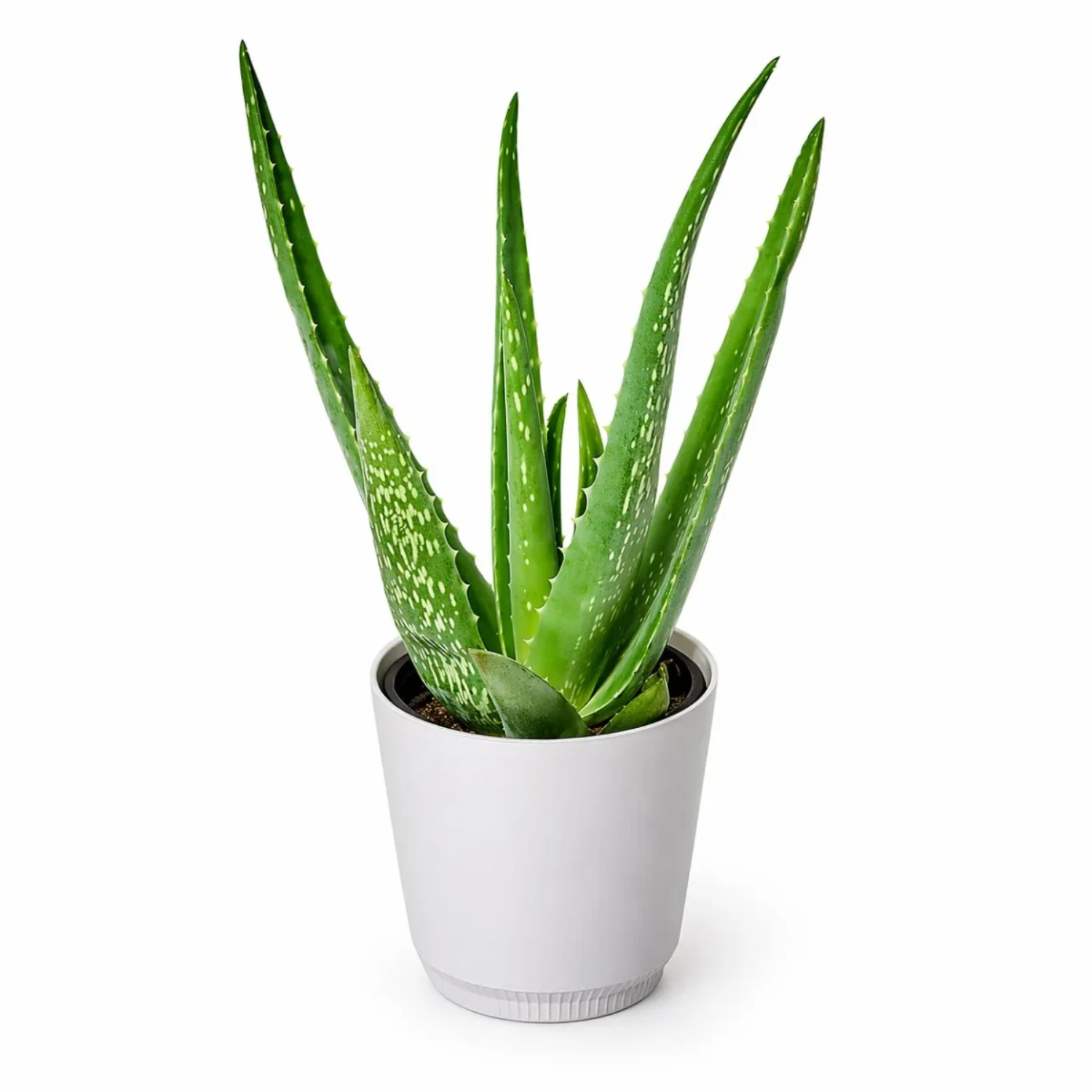 Saksıda Büyük Boy Aloe Vera