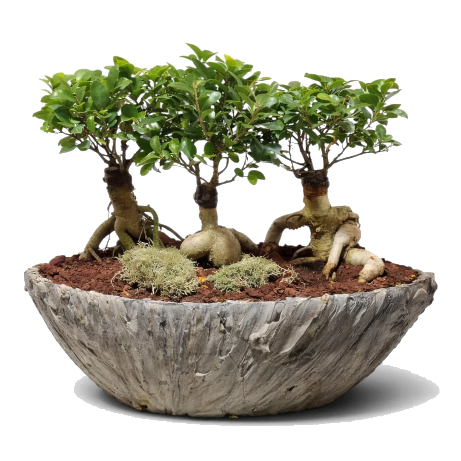Tasarım Beton Saksıda Ficus Ginseng