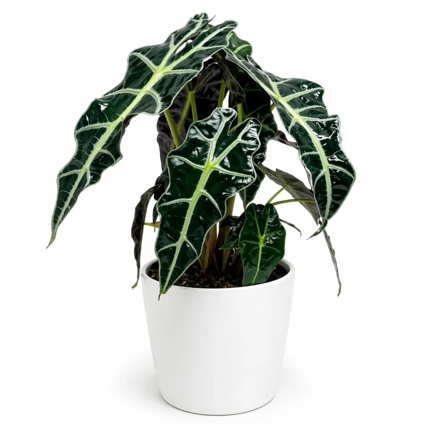 Saksıda Alocasia Polly (Fil Kulağı) Bitkisi
