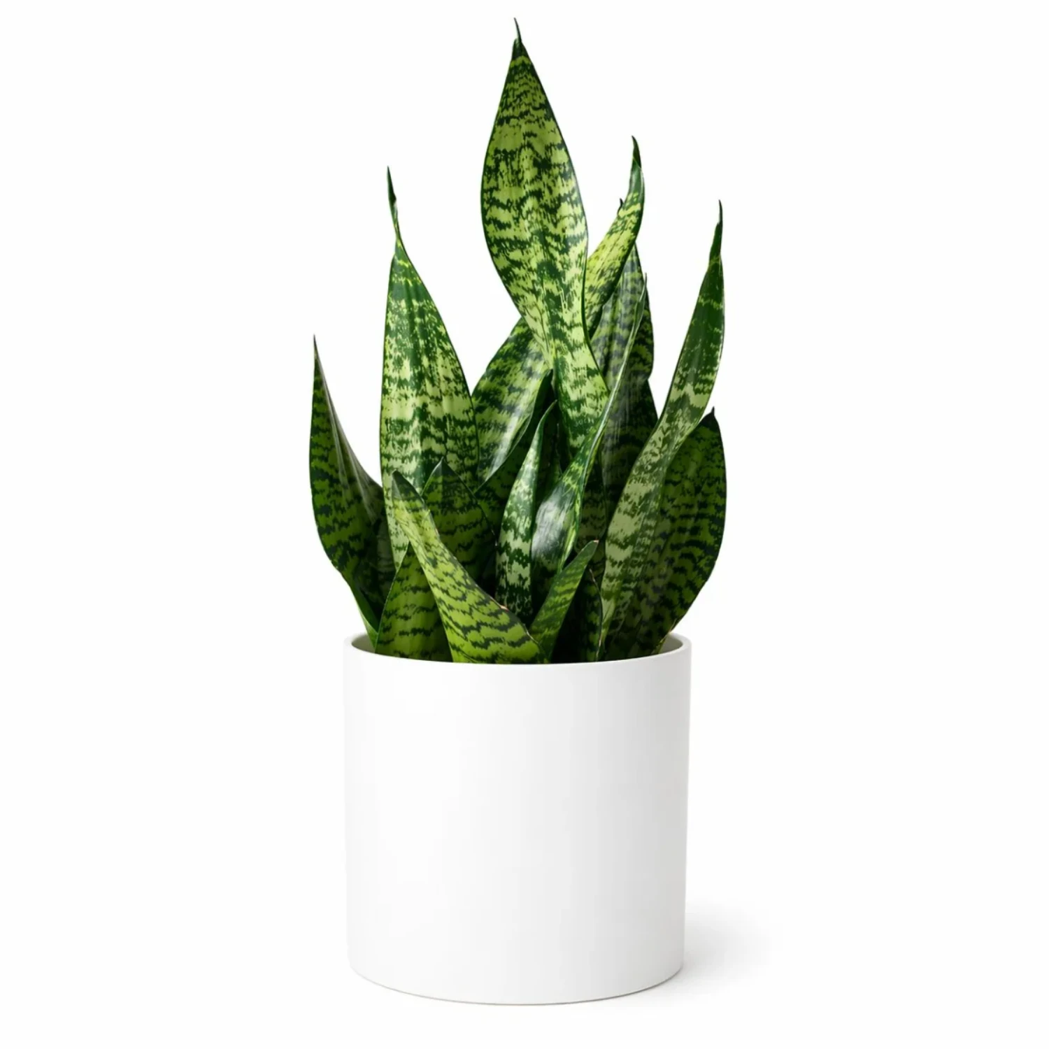 Beyaz Silindir Saksıda Sansevieria (Paşa Kılıcı)