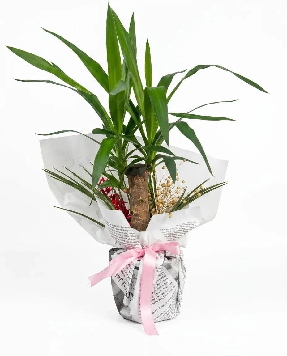 Pembe Kurdeleli Yucca
