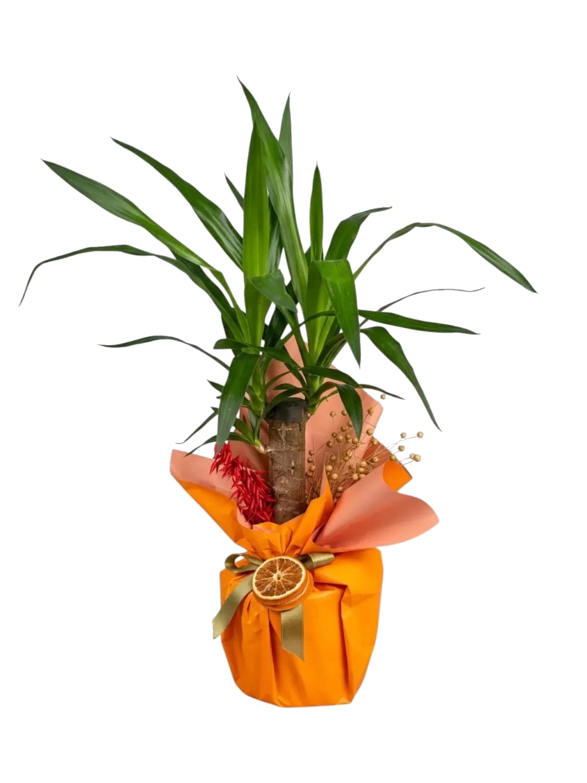 Turuncu Ambalajlı Yucca