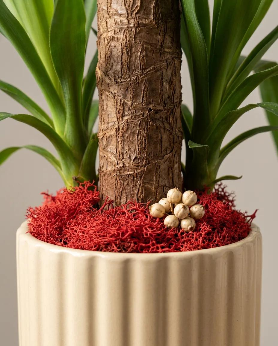 Seramik saksıda yeşil Yucca bitkisi, modern ev dekorasyonu için ideal, taze ve sağlıklı bitki