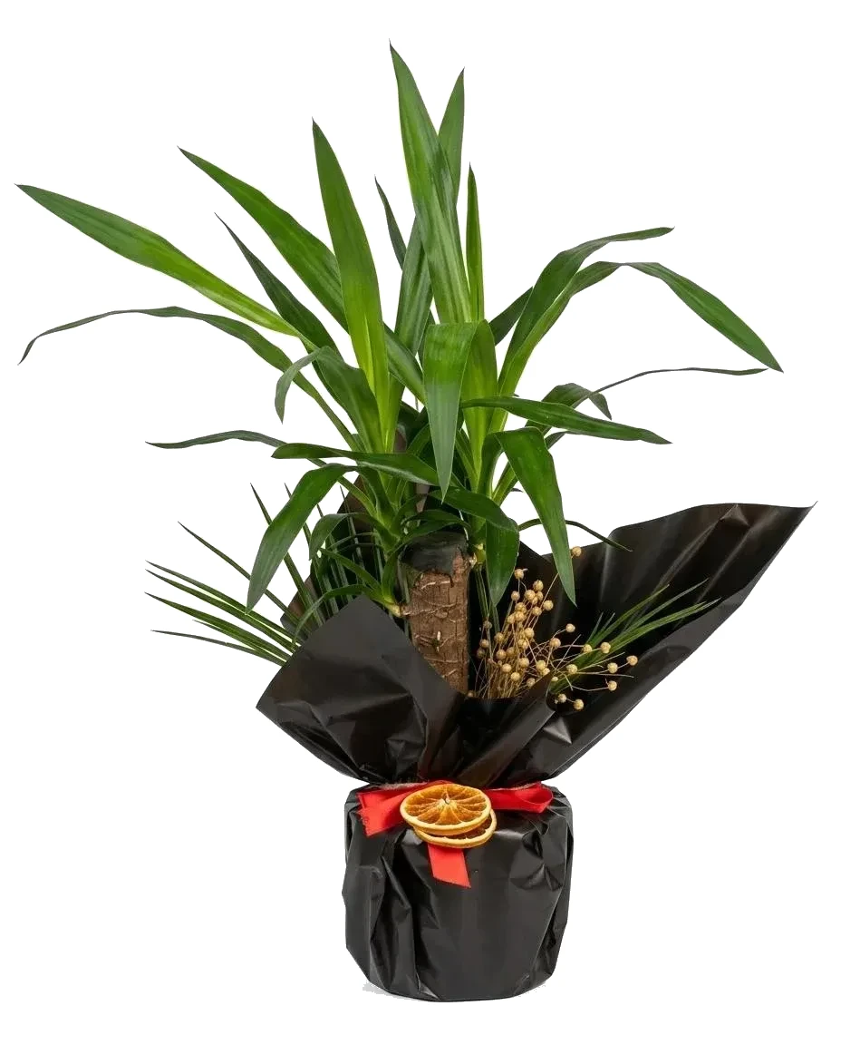 Portakallı Siyah Yucca