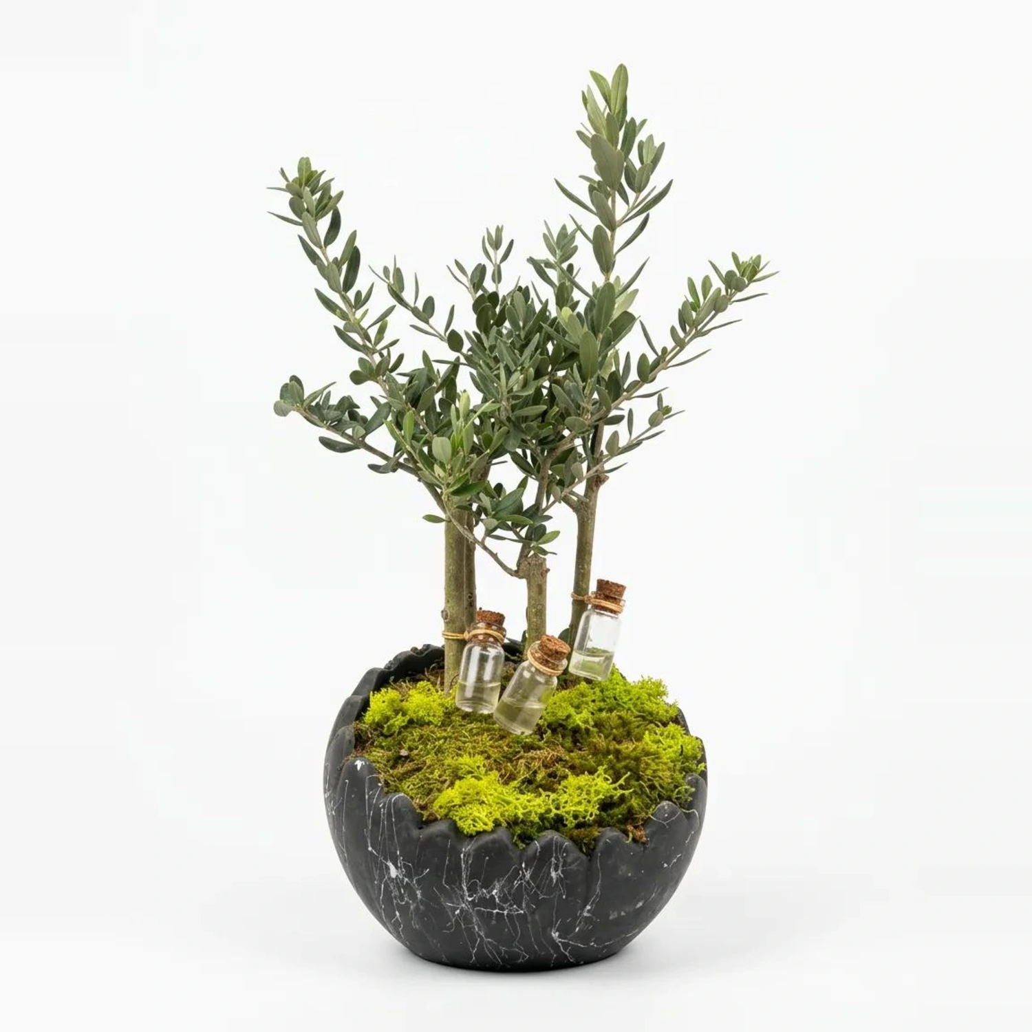 Bonsai