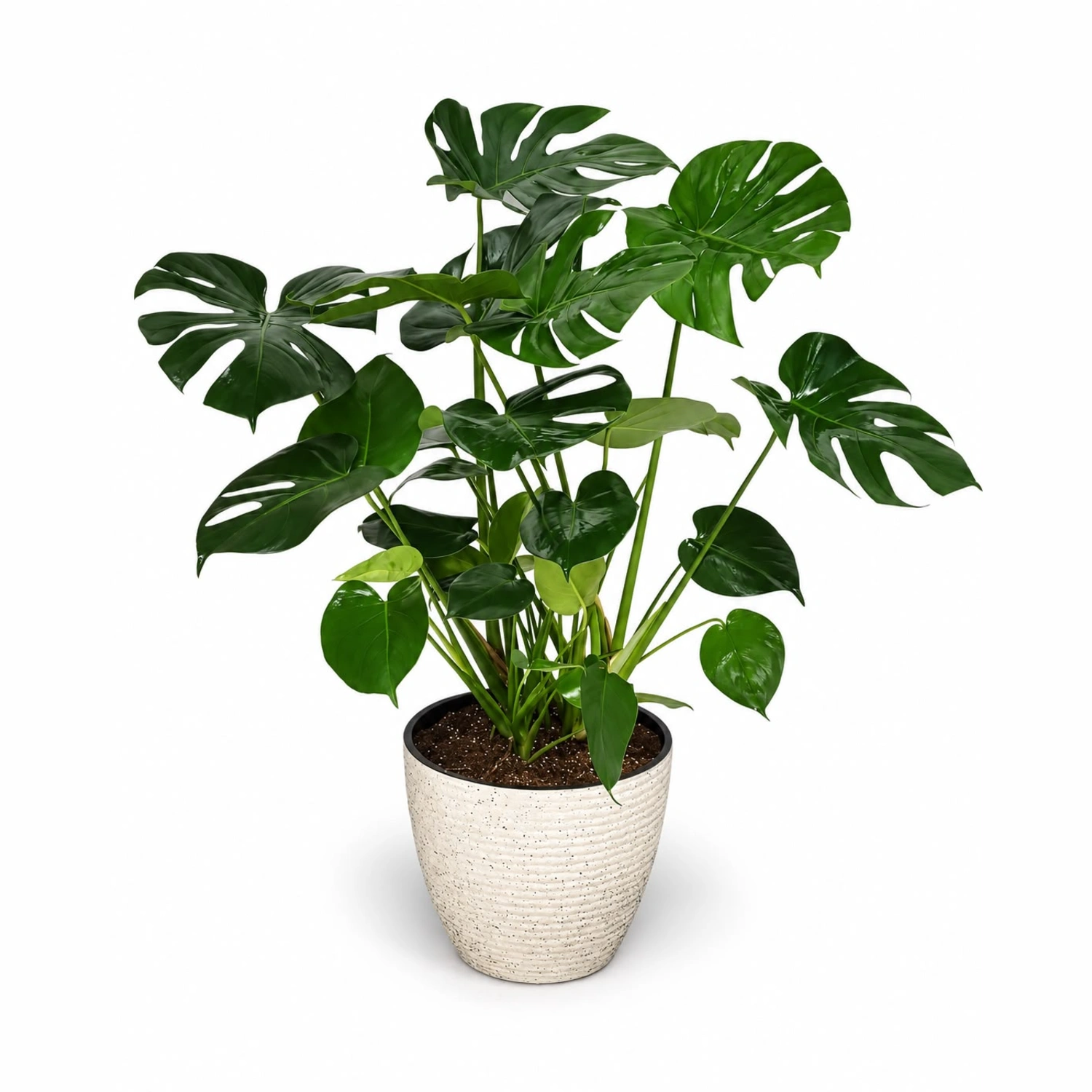 Dominika Monstera Salon Bitkisi Beyaz Saksıda