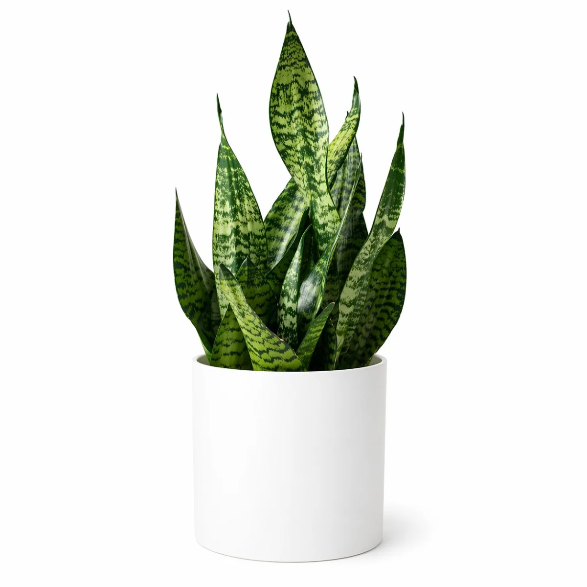 Beyaz Silindir Saksıda Sansevieria (Paşa Kılıcı)