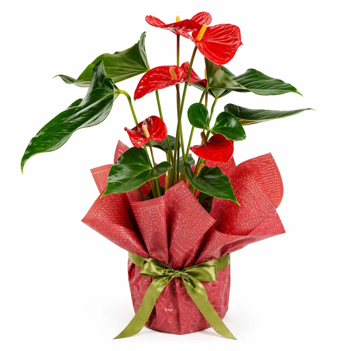 Alevin Zarafeti Kırmızı Anthurium