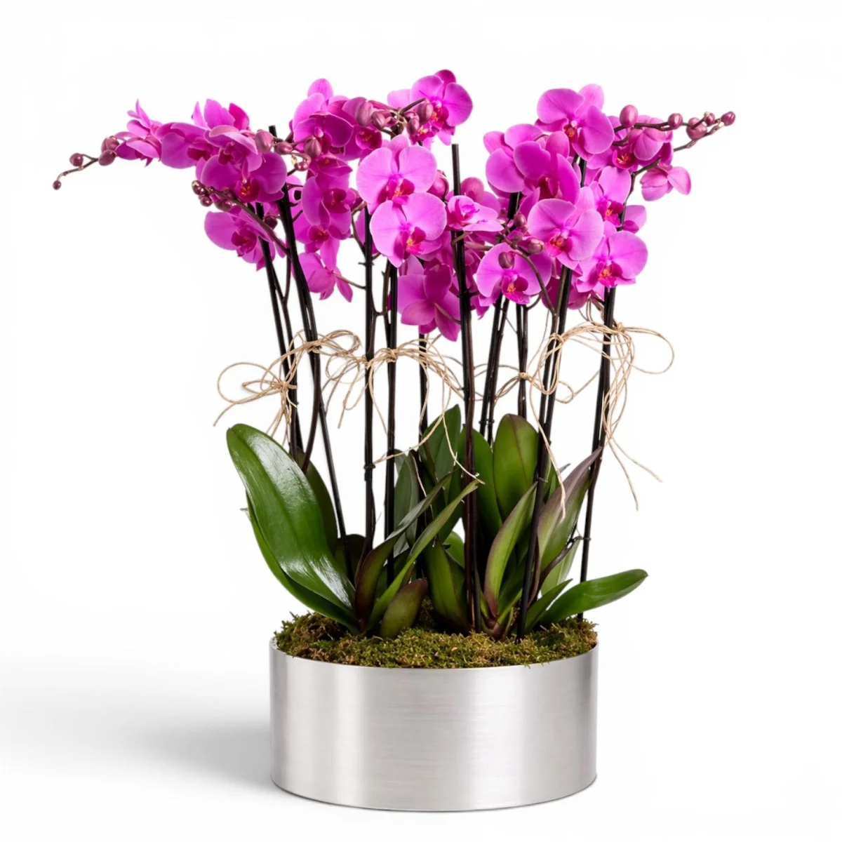 Premium Pembe Orkide