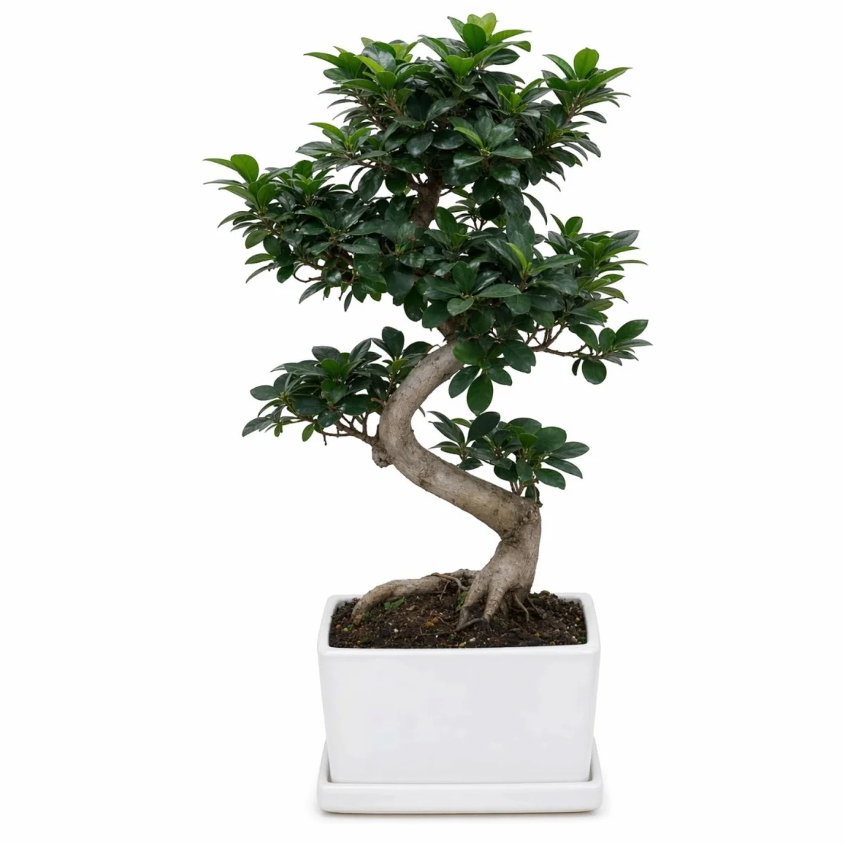 Beyaz Seramik Saksıda Büyük Boy Ficus Bonsai