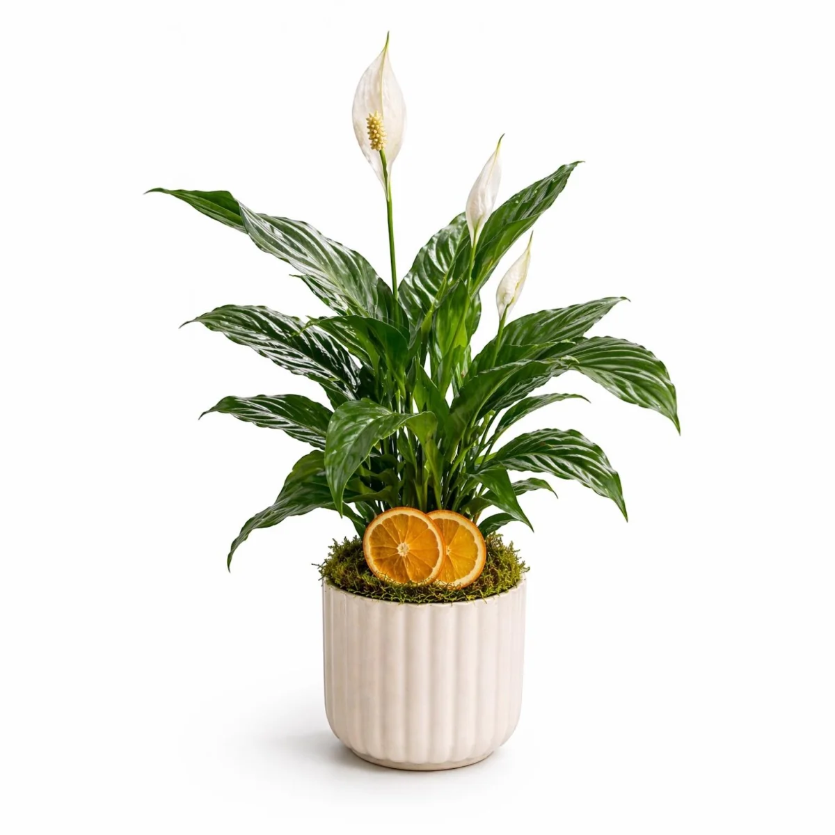 Vazoda Spathiphyllum (Barış Çiçeği)