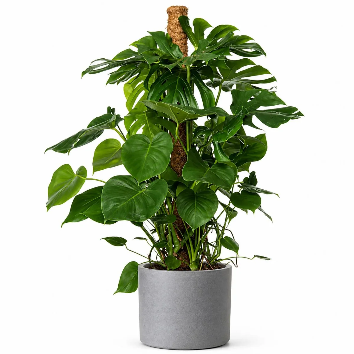 Seramik Saksıda Büyük Boy Devetabanı (Monstera)