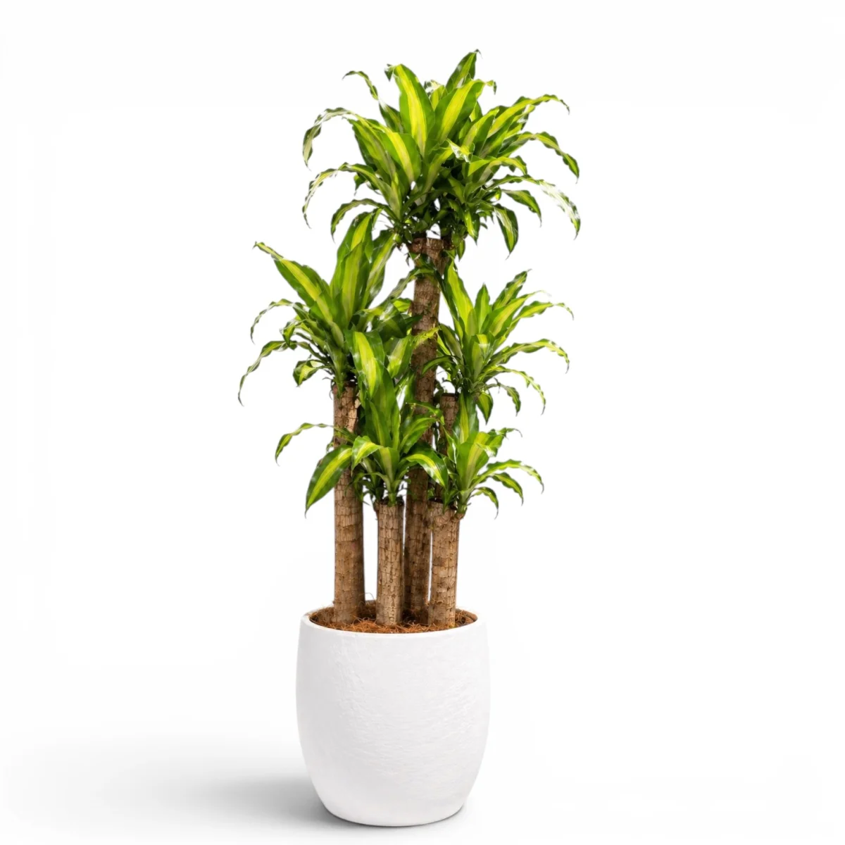 Dracaena Massangeana