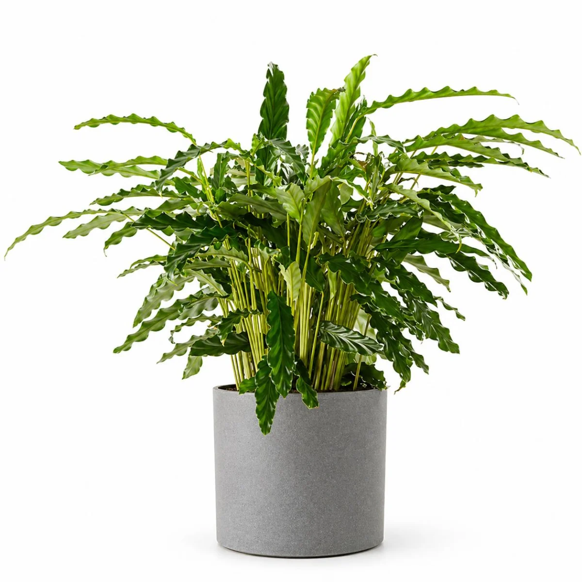 Gri Seramik Saksıda Calathea Rufibarba