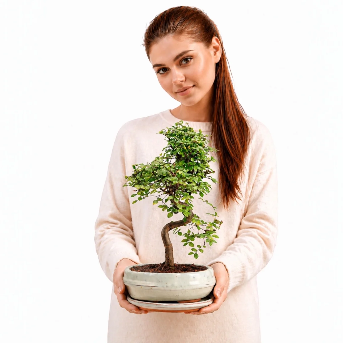 Doğal Bonsai Ağacı Seramik Saksıda